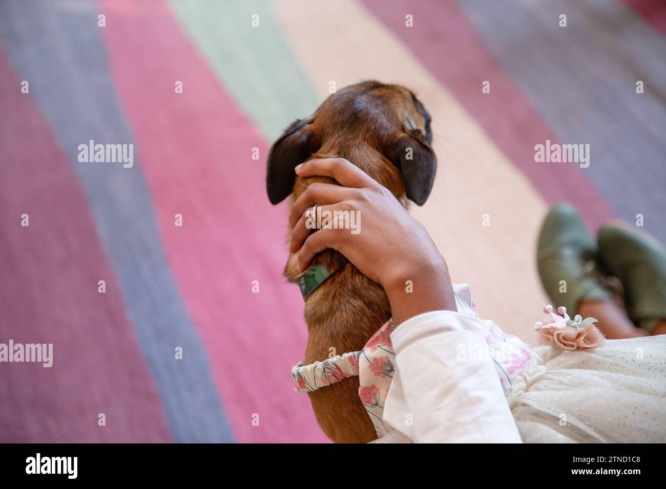 Una donna sposata accarezza il suo cane in una colorata stanza bohémien Foto Stock