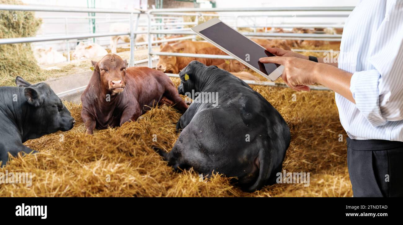 Donna in abito formale che utilizza un tablet digitale in un allevamento di manzo di fronte ai tori nel paddock. Controllo di qualità nel ranch di bestiame. Foto Stock