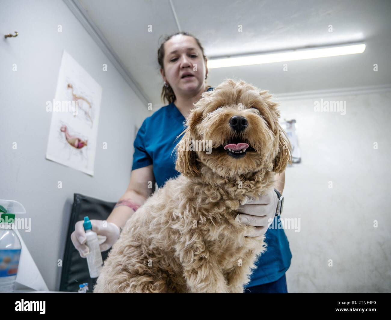 Medico veterinario che tiene un cane carino in clinica veterinaria. Foto Stock