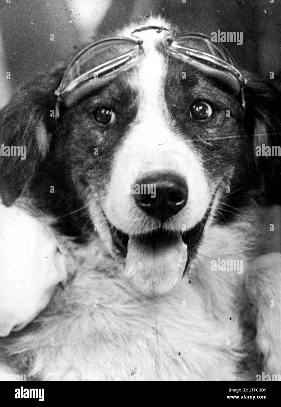 08/31/1937. "Tragavientos", il cane mascotte di uno squadrone dell'aviazione repubblicana. Crediti: Album / Archivo ABC / José Díaz Casariego Foto Stock