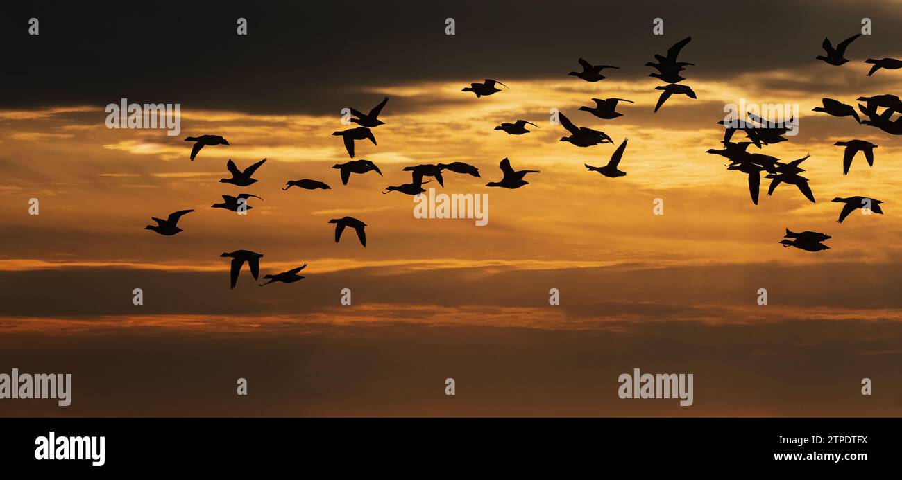 Brant Flock vola contro il cielo lungoso della sera Foto Stock