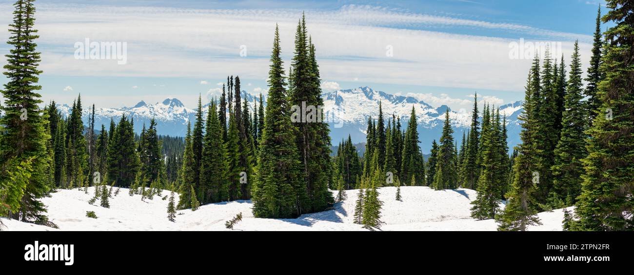 Le ampie vedute delle montagne innevate si innalzano oltre i sempreverdi lungo il Panorama Ridge Trail della British Columbia Foto Stock