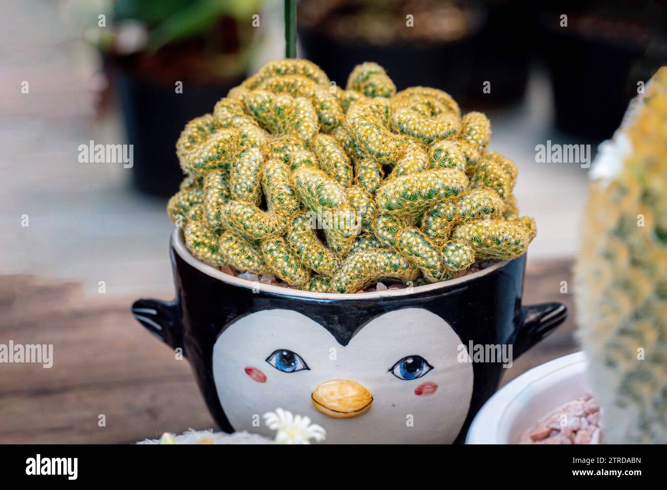 Primo piano del cactus cerebrale (Mammillaria elongata cristata). Il cervello Cactus è un cactus a forma di cervello in una pentola. Primo piano Foto Stock