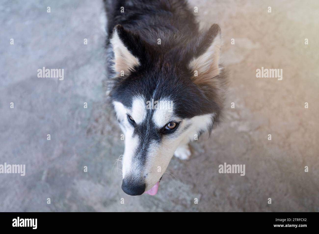 Testa del cane husky che guarda in alto sopra la vista dall'alto Foto Stock