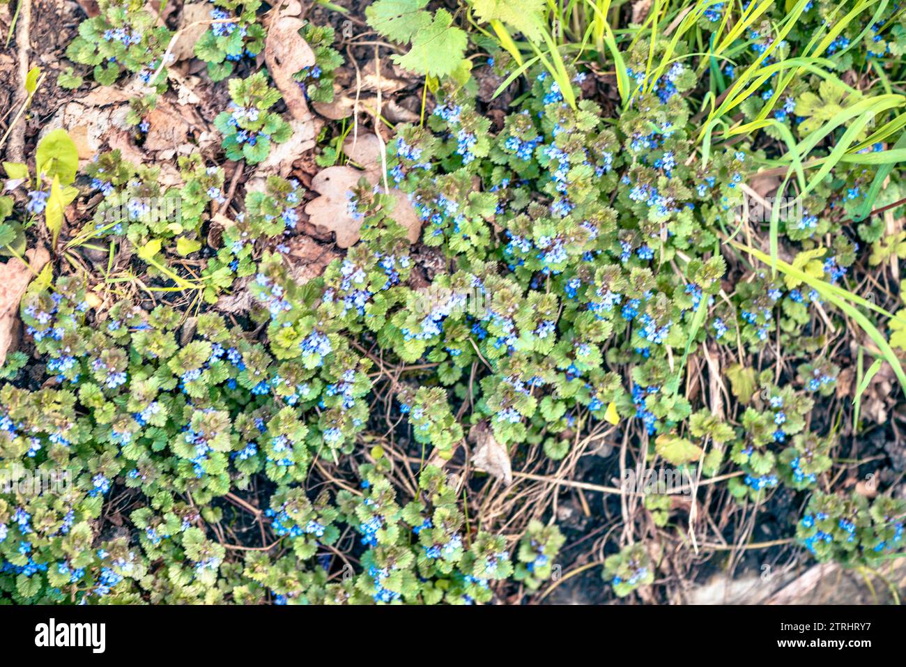 Piccoli fiori blu di Veronica chamaedrys nella foresta primaverile Foto Stock