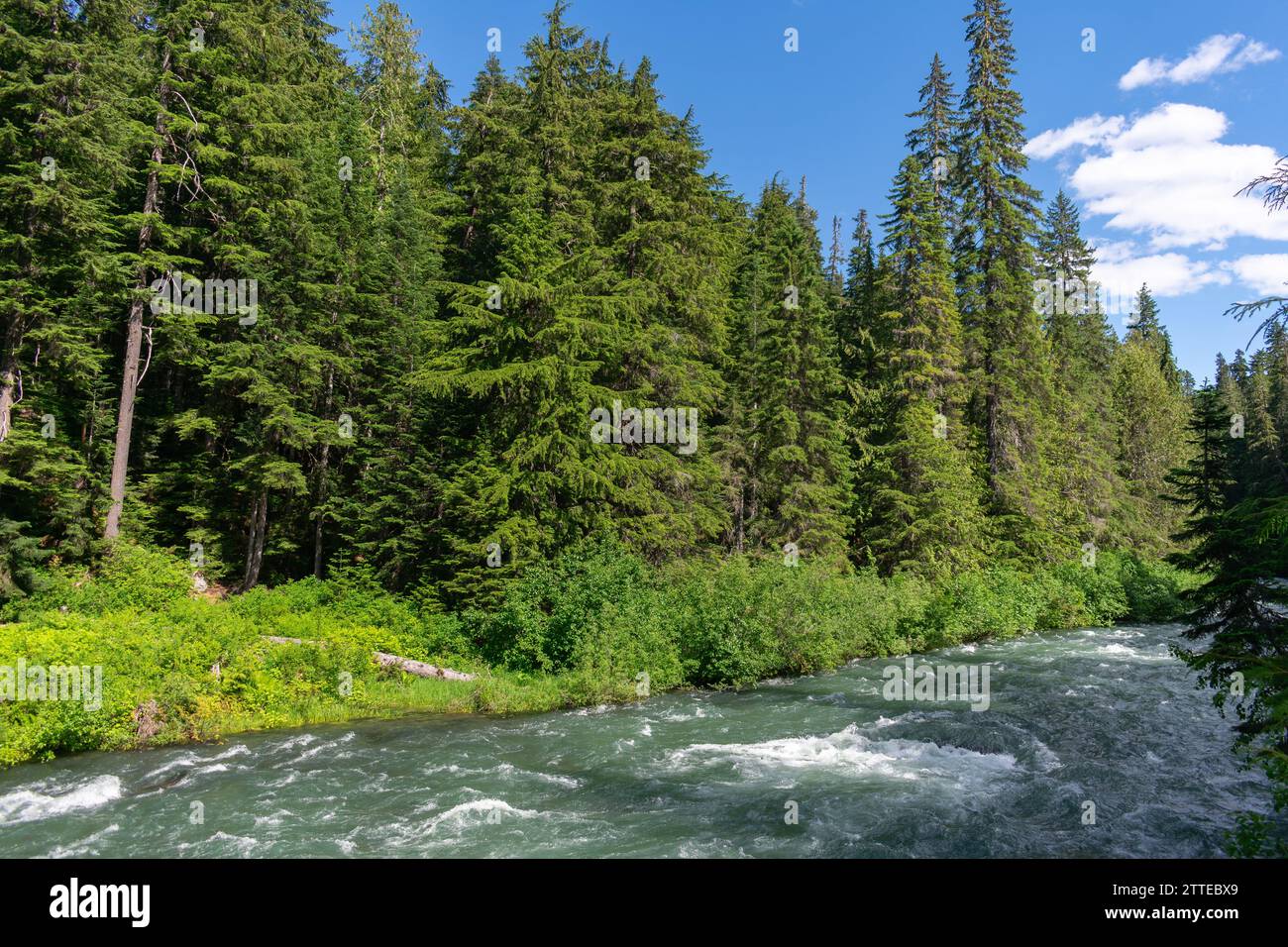 Il fiume Cheakamus scorre vigorosamente attraverso i fitti sempreverdi dell'affascinante natura selvaggia della Columbia Britannica. Foto Stock