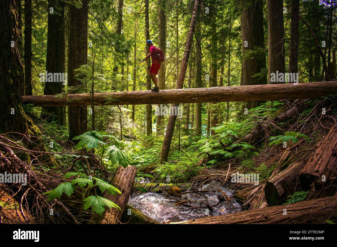 Un escursionista attraversa con attenzione un ponte di legno naturale sopra un torrente forestale sul Cheakamus Lake Trail, immerso nella verdeggiante natura selvaggia della Columbia Britannica. Foto Stock