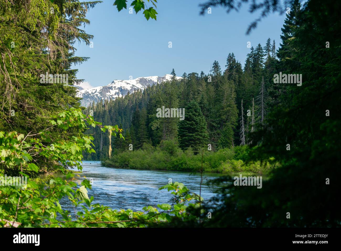 Il fiume Cheakamus si snoda attraverso una fitta foresta con una vista mozzafiato sulle montagne innevate nella vasta natura selvaggia della Columbia Britannica. Foto Stock