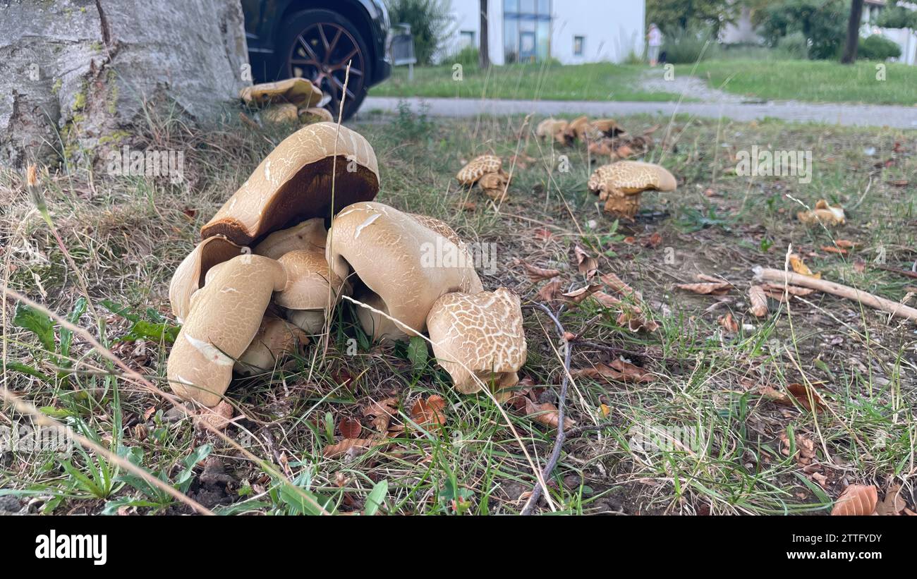 Funghi selvatici che prosperano alla base degli alberi Foto Stock