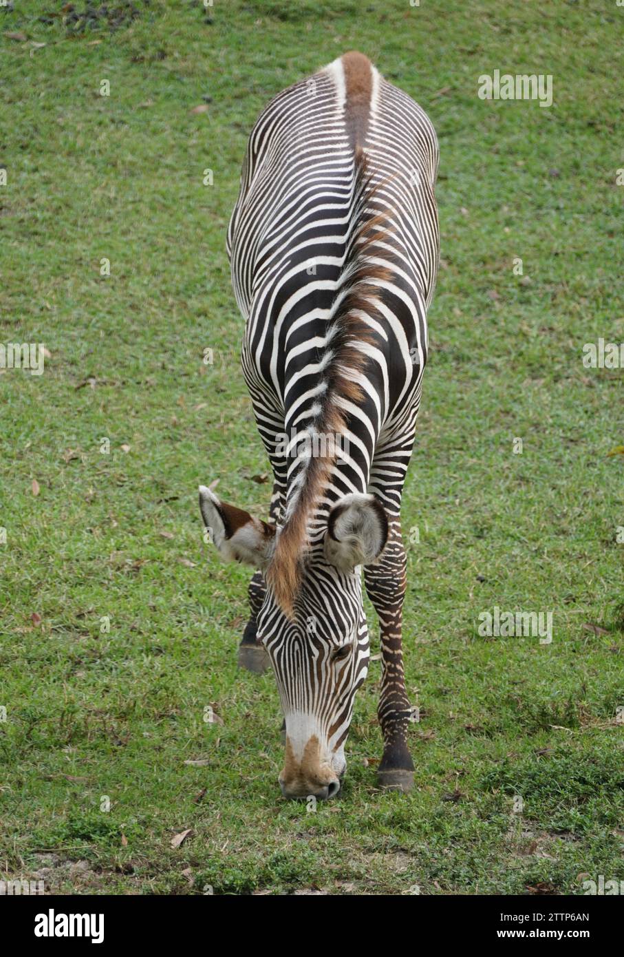 Primo piano di una zebra adulta che mangia erba per terra Foto Stock