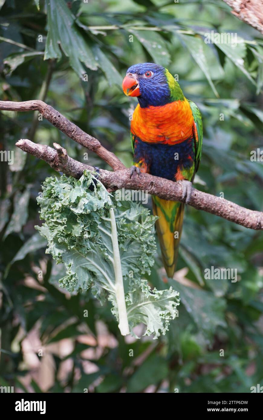 Primo piano di un colorato lorikeet che mangia cavolo sul ramo Foto Stock