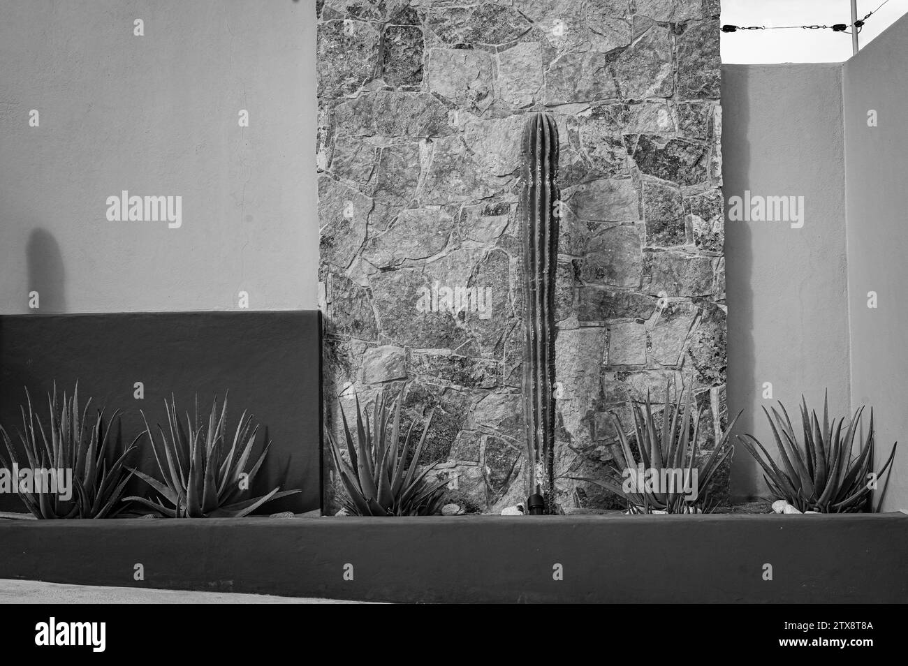 Foto in bianco e nero del letto di cactus davanti alle pareti di stucco e mattoni. Foto Stock