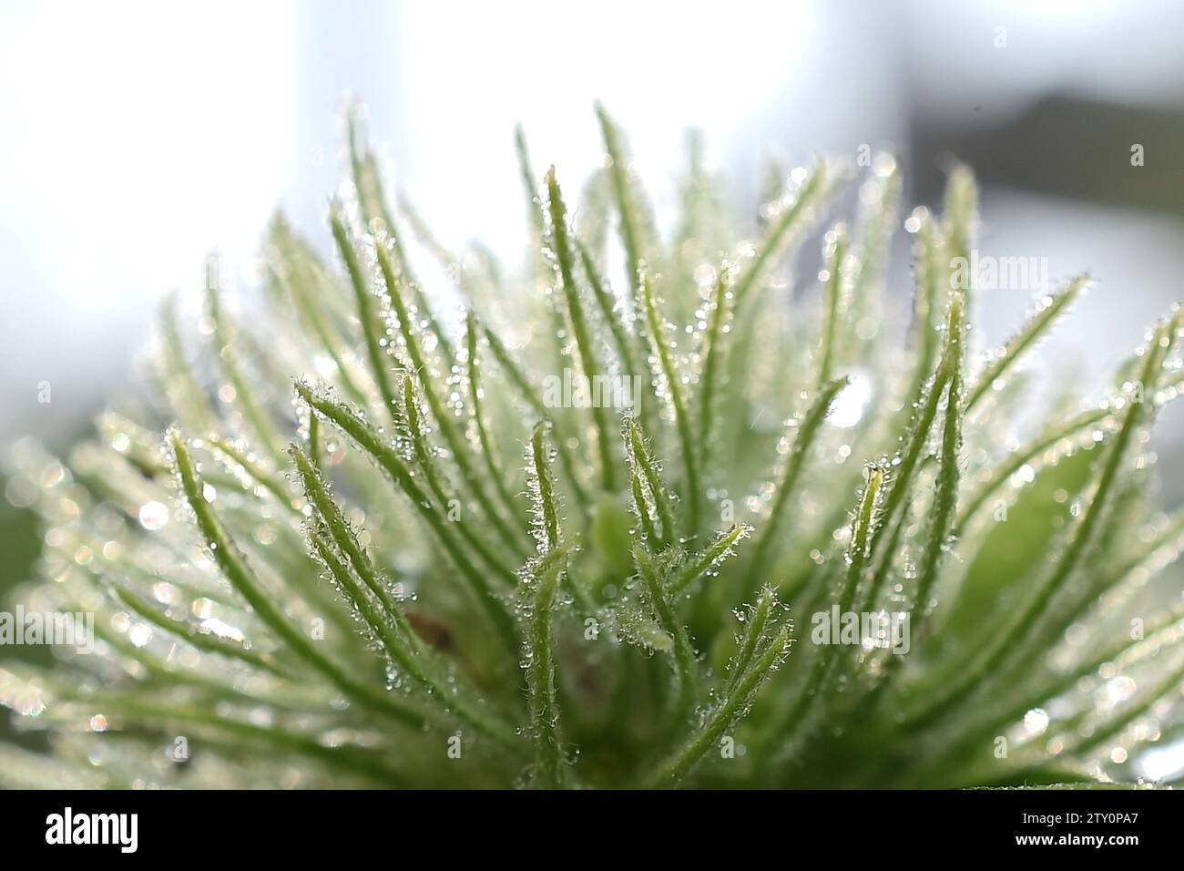 La rugiada cade su foglie e fiori in una mattina d'inverno ad Agartala, la capitale dello stato nord-orientale dell'India di Tripura. India. Foto Stock