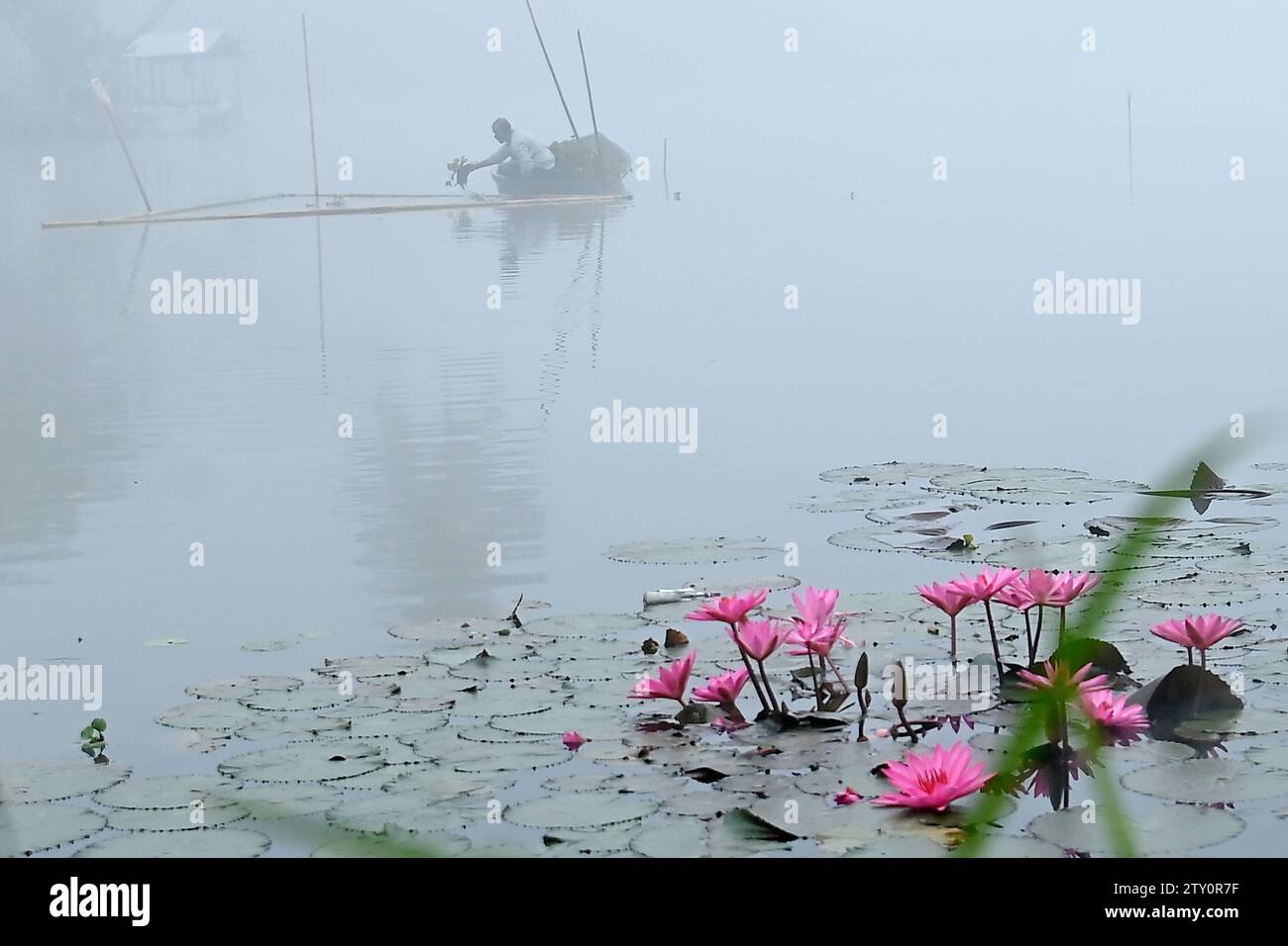 Un lavoratore raccoglie plancton in una mattinata nebbiosa al lago MBB College di Agartala. Tripura, India. Foto Stock