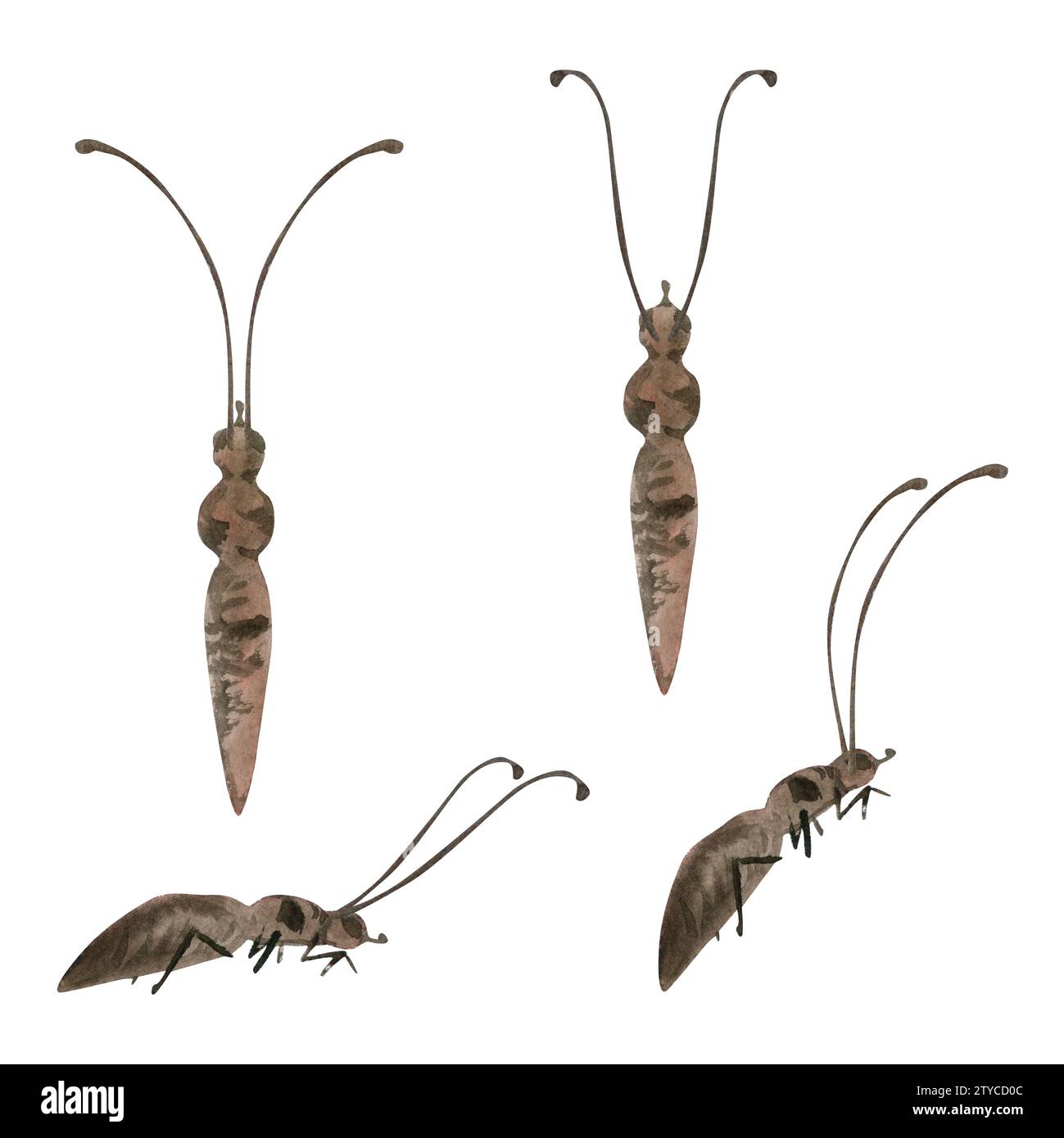 Illustrazione acquerello a mano farfalla insetto vespa formica falena insetto. Corpo realistico con antenne, vista frontale laterale. Set di oggetti isolati su bianco Foto Stock