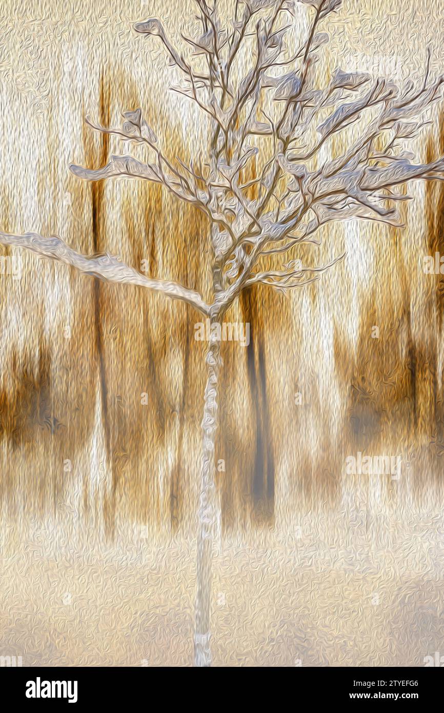 ARTE CONTEMPORANEA : NEVE SUI RAMI Foto Stock