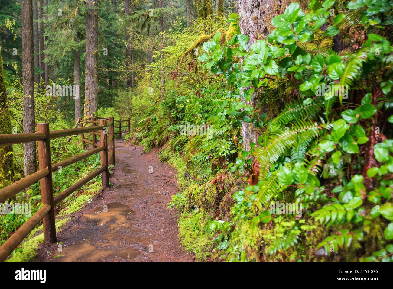 Sentiero al Silver Falls State Park, il più grande parco statale dell'Oregon, Stati Uniti Foto Stock