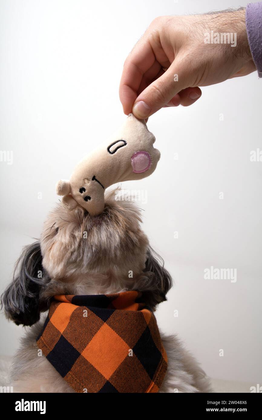 fotografia, giocattolo per cani, animali domestici, carini, animali, ritratto, aspetto, giocattolo, interno, piccolo, un animale, animali domestici, amichevole, amicizia, gioco, fotografia Foto Stock