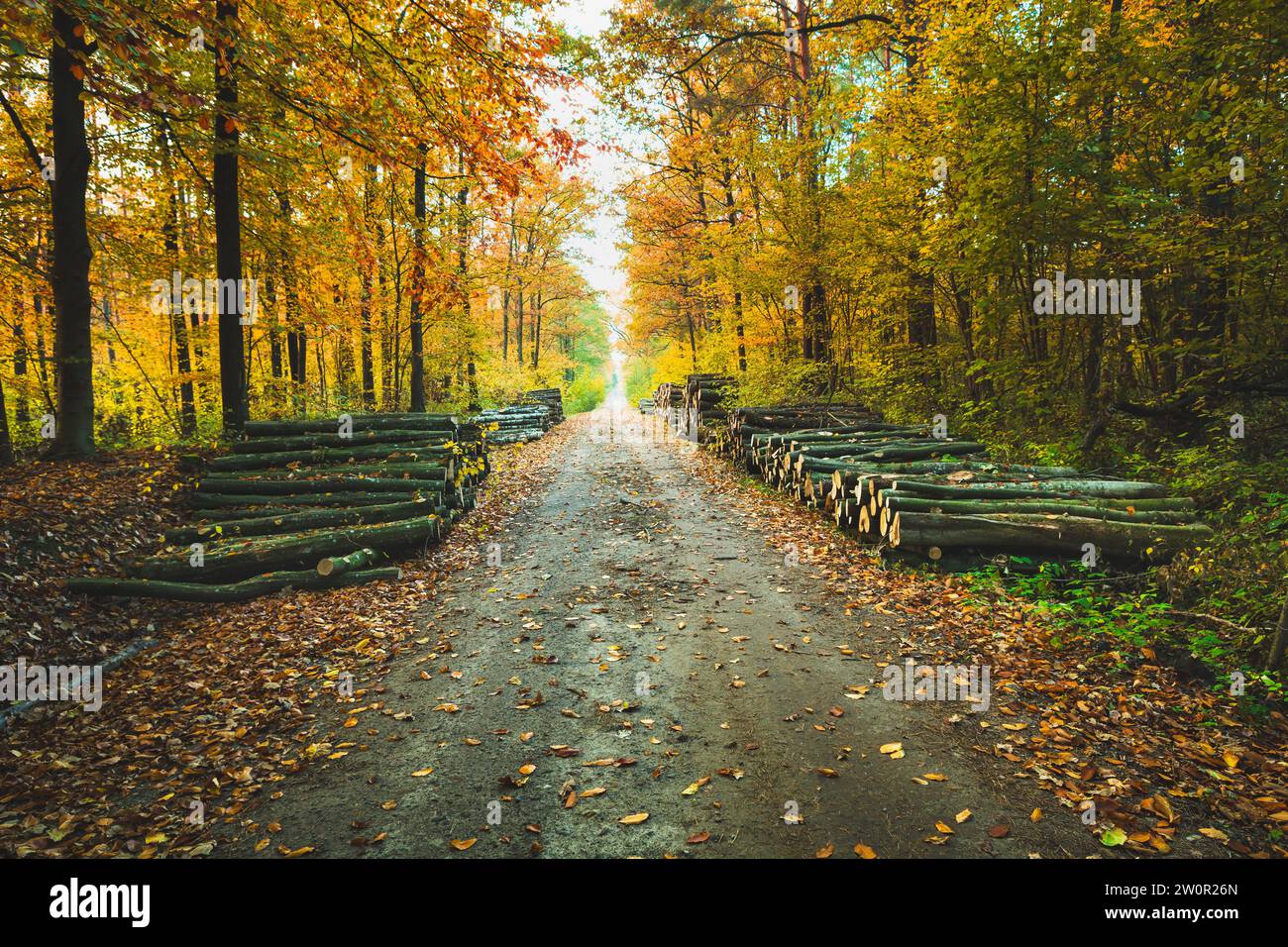 Strada sterrata attraverso la foresta autunnale e mucchi di legno, il giorno di ottobre, Nowiny, Polonia Foto Stock