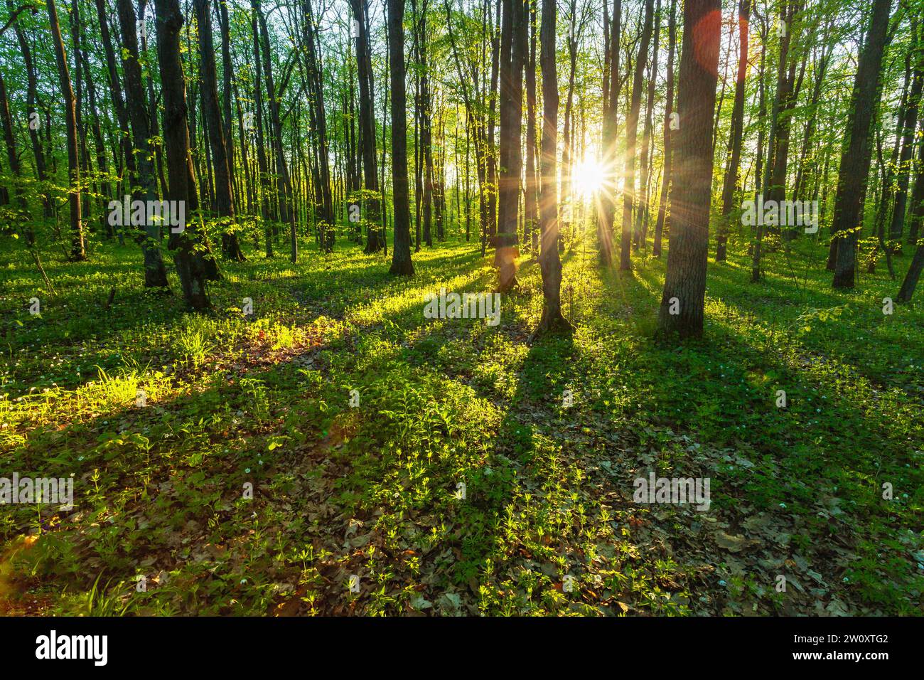 Sole nella foresta primaverile, giorno di maggio, Polonia orientale Foto Stock