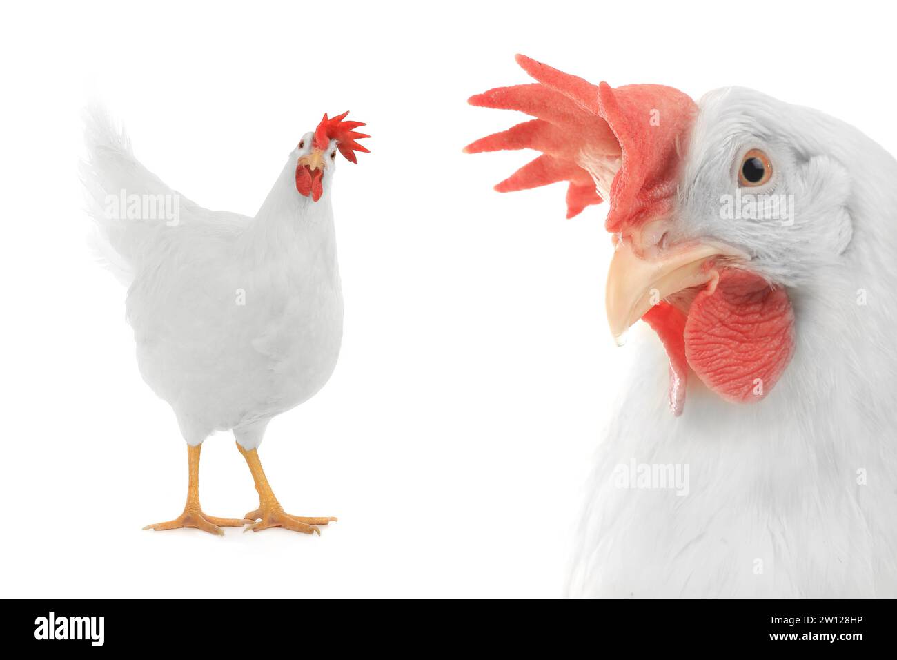 Chicken isolato su sfondo bianco Foto Stock