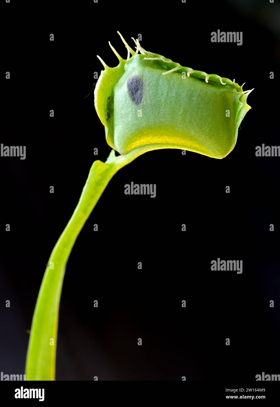 Foglia distorta Venere flytrap (Dionea muscipula), pianta carnivora subtropicale da vicino Foto Stock