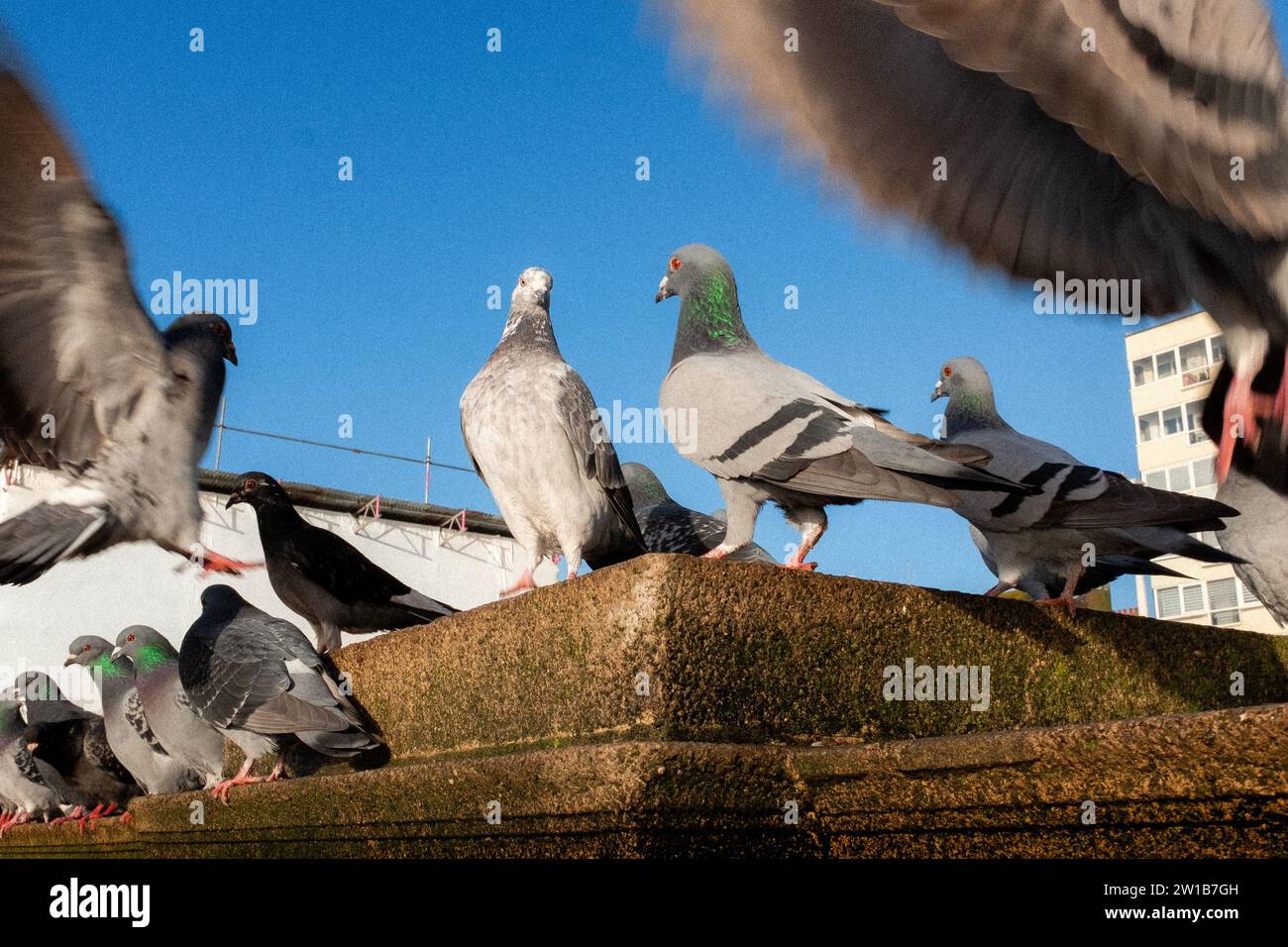 Piccioni sul lungomare della città di Brighton e Hove, Sussex Foto Stock