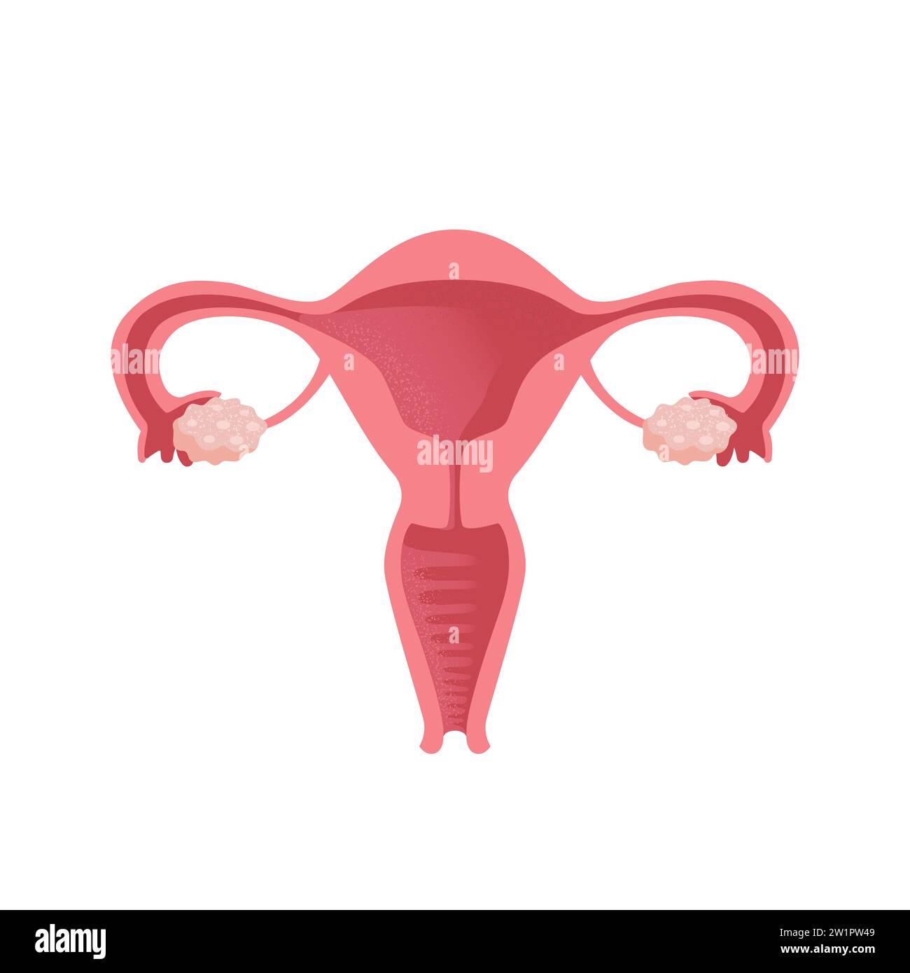 Utero. Salute delle donne. Sistema riproduttivo femminile, ciclo. Anatomia umana. Diagramma della posizione degli organi dell'utero, della cervice, delle ovaie, della fallopia Illustrazione Vettoriale