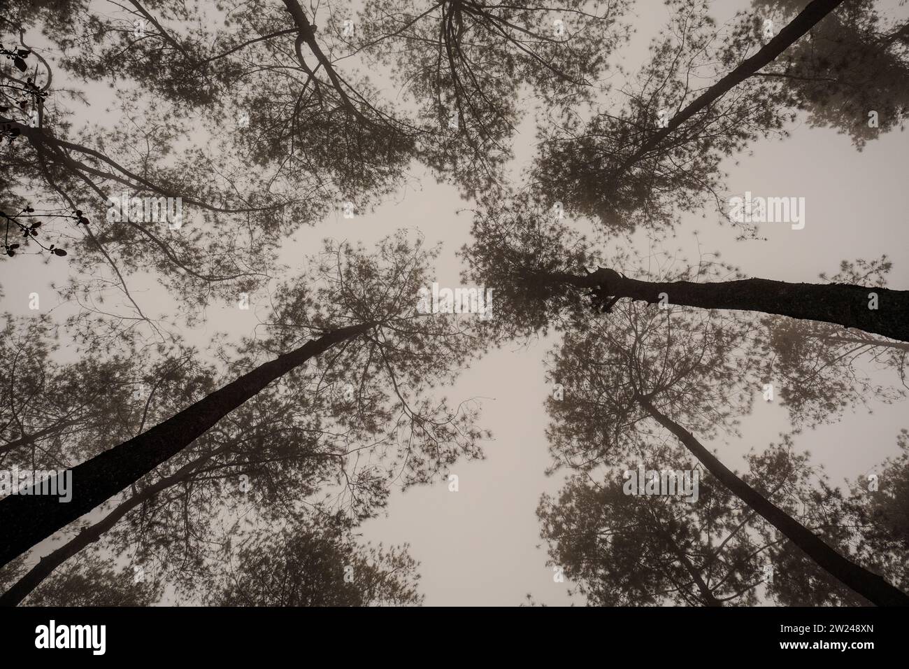 Scopri l'eleganza verticale di alberi torreggianti che si estendono dal basso verso l'alto contro un cielo grigio nebbioso. Foto Stock