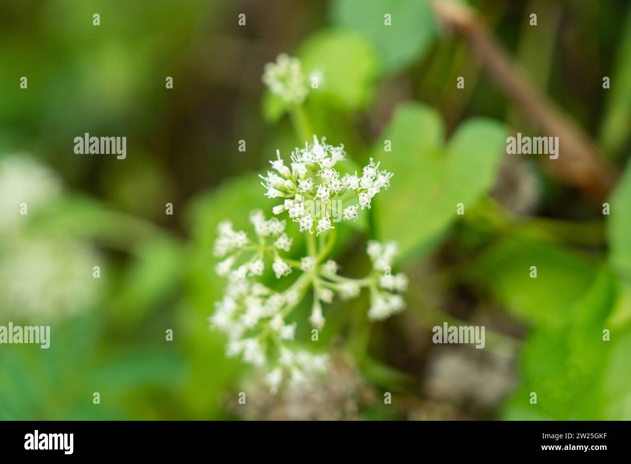 immagini di sfondo dei fiori Foto Stock