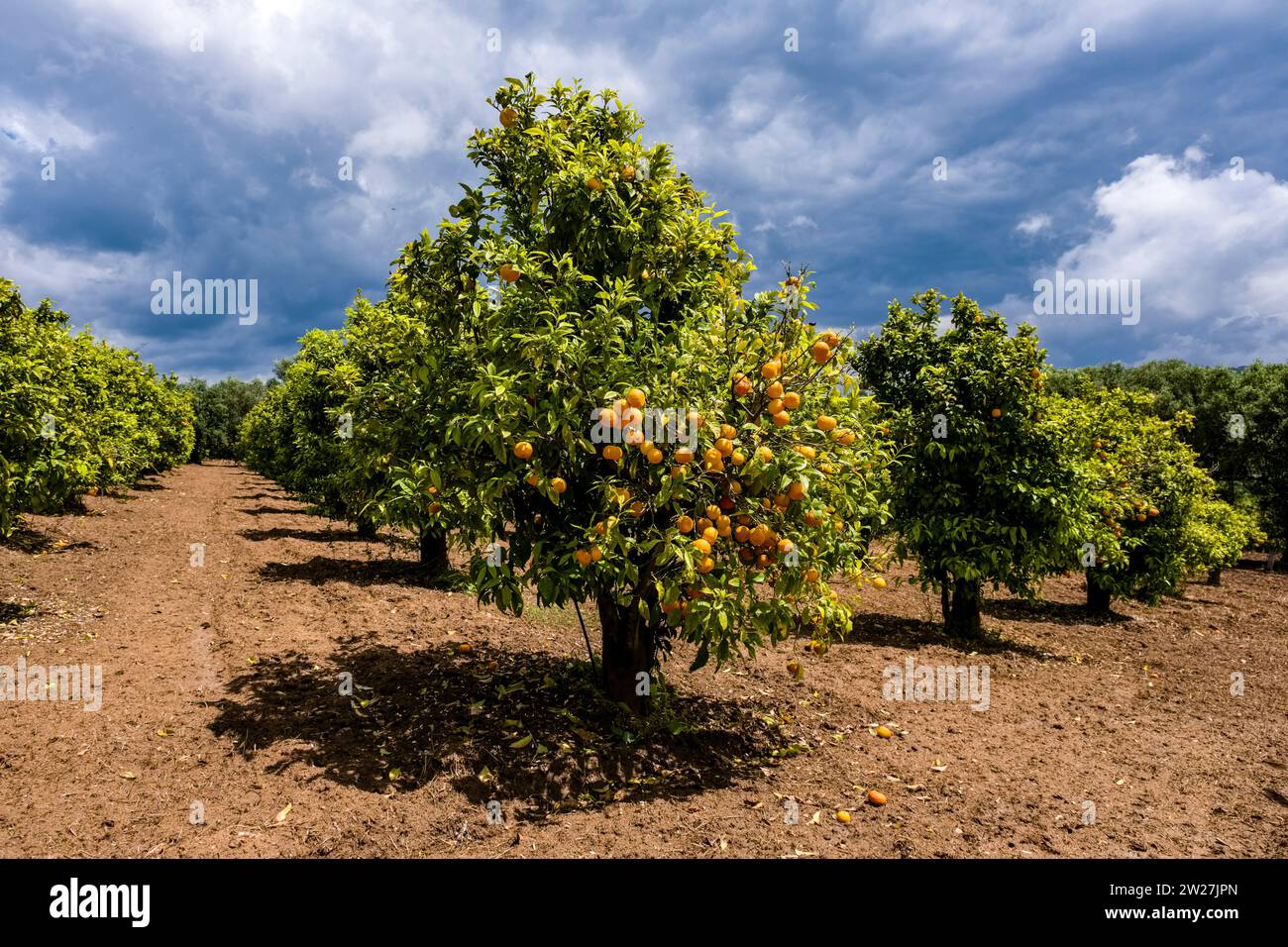 Aranci in un frutteto, con arance mature per la raccolta. Foto Stock