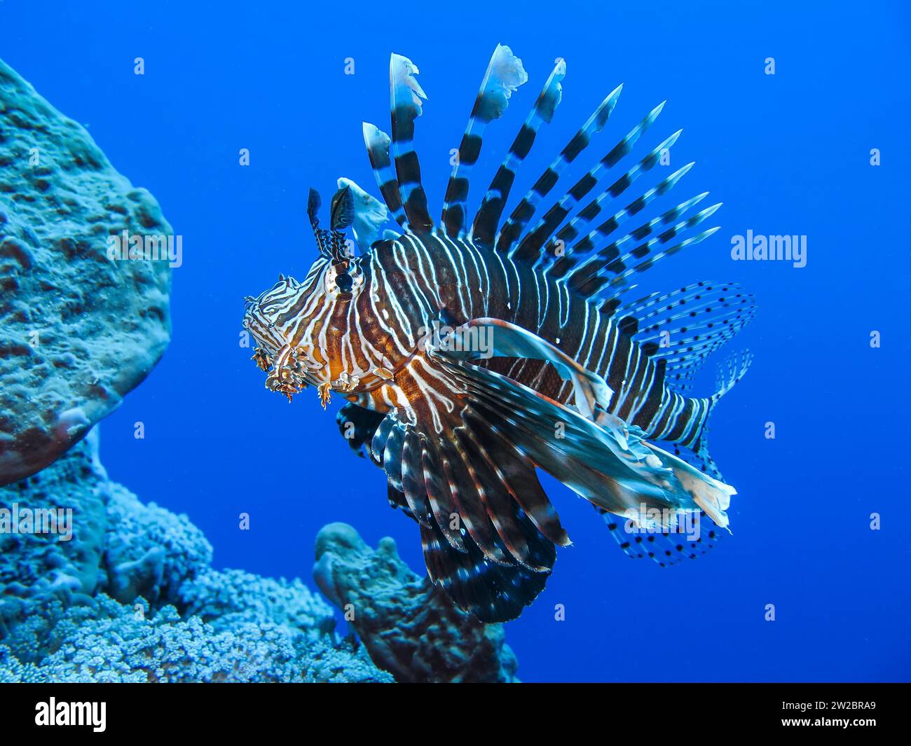 Rotfeuerfisch (Pterois volitans), Unterwasser-foto, Tauchplatz The Caves, Dahab, Golf von Akaba, Rotes Meer, Sinai, Ägypten Foto Stock