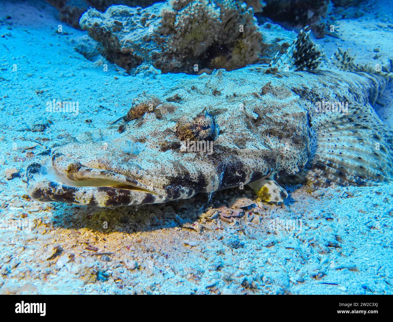 Krokodilfisch (Papilloculiceps longiceps), Unterwasser-foto, faro di Tauchplatz, Dahab, Golf von Akaba, Rotes Meer, Sinai, Ägypten Foto Stock