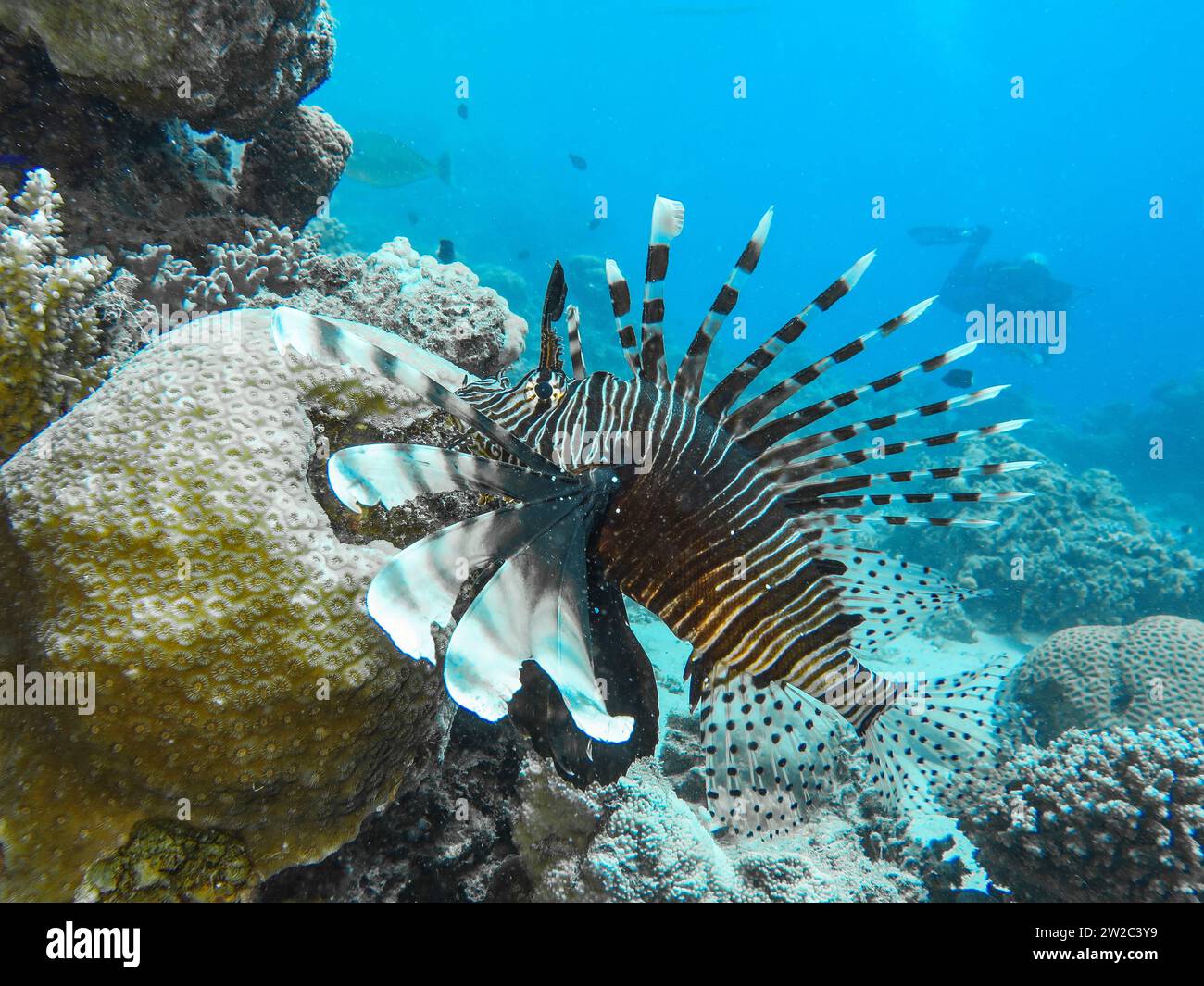 Rotfeuerfisch (Pterois volitans), Unterwasser-foto, faro di Tauchplatz, Dahab, Golf von Akaba, Rotes Meer, Sinai, Ägypten Foto Stock