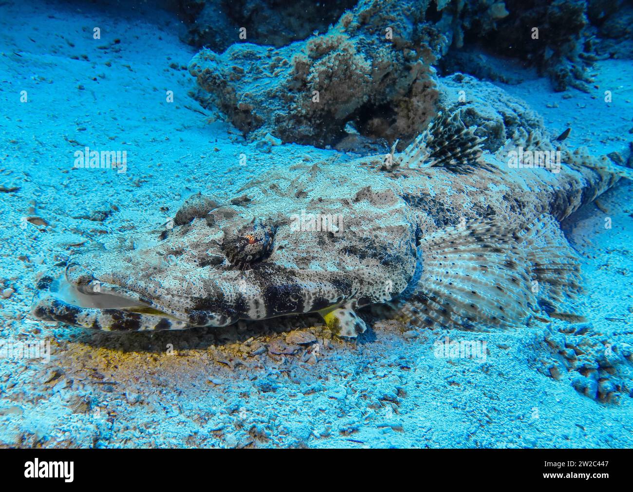 Krokodilfisch (Papilloculiceps longiceps), Unterwasser-foto, faro di Tauchplatz, Dahab, Golf von Akaba, Rotes Meer, Sinai, Ägypten Foto Stock