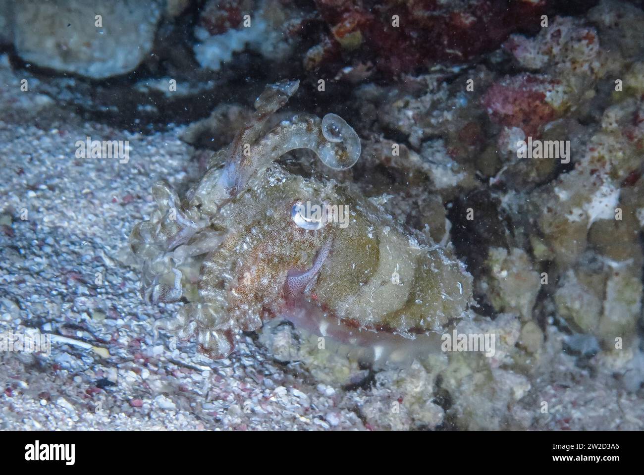 Sepie, Unterwasser-foto, Tauchplatz Inmo Housereef, Dahab, Golf von Akaba, Rotes Meer, Sinai, Ägypten Foto Stock