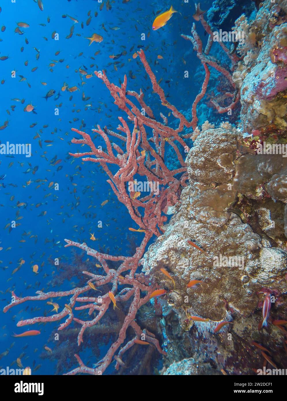 Rotkoralle, Unterwasser-foto, Tauchplatz Blue Hole, Dahab, Golf von Akaba, Rotes Meer, Sinai, Ägypten Foto Stock