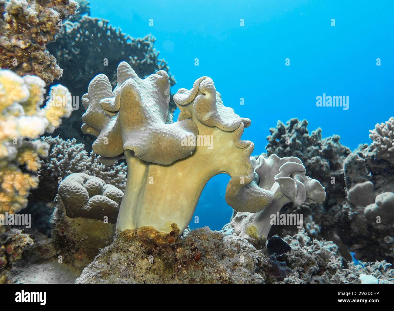 Trog-Lederkoralle Sarcophyton trocheliophorum, Unterwasser-foto, faro di Tauchplatz, Dahab, Golf von Akaba, Rotes Meer, Sinai, Ägypten Foto Stock