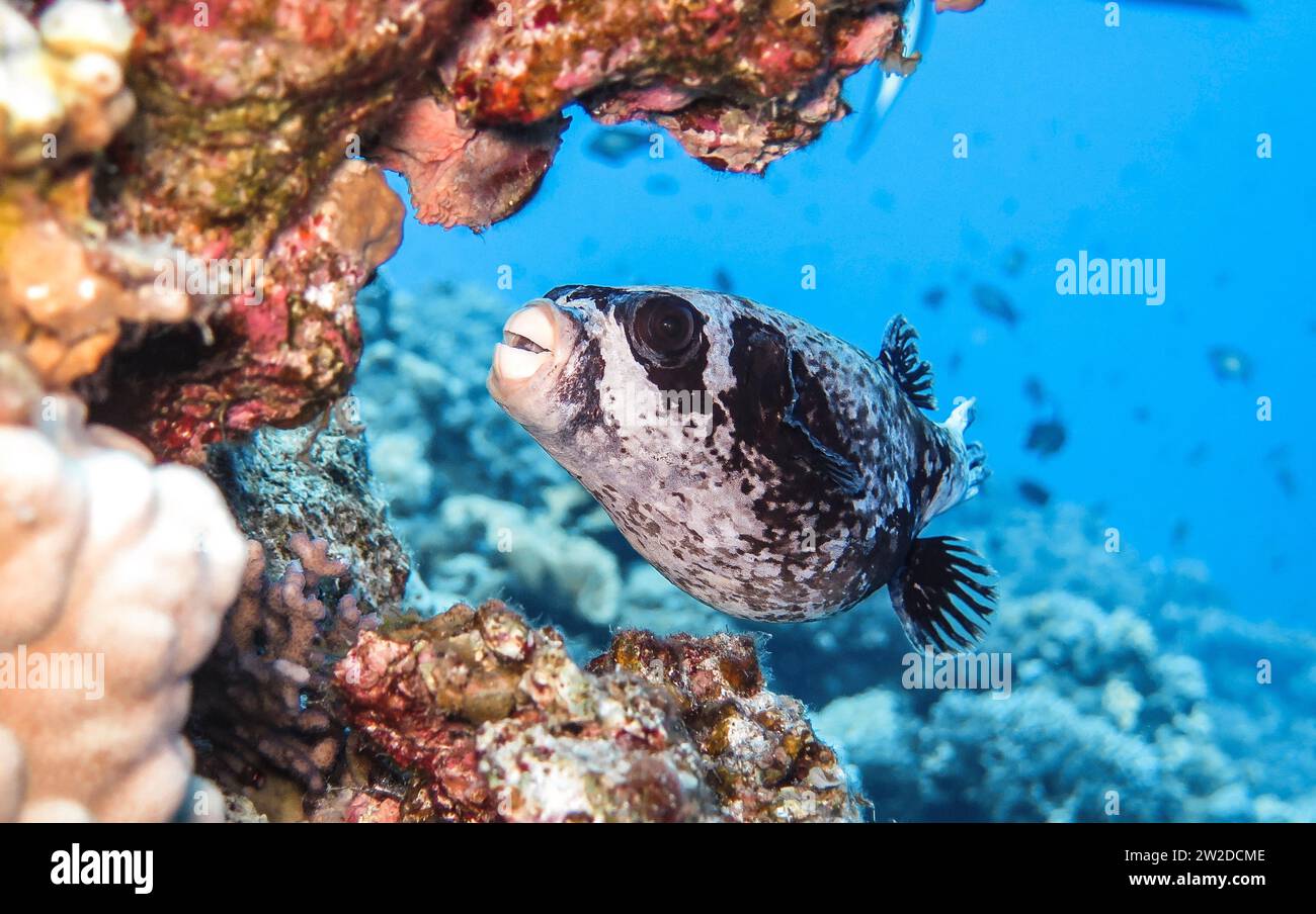 Maskenkugelfisch (Arothron diadematus), Unterwasser-foto, Tauchplatz The Canyon, Dahab, Golf von Akaba, Rotes Meer, Sinai, Ägypten Foto Stock