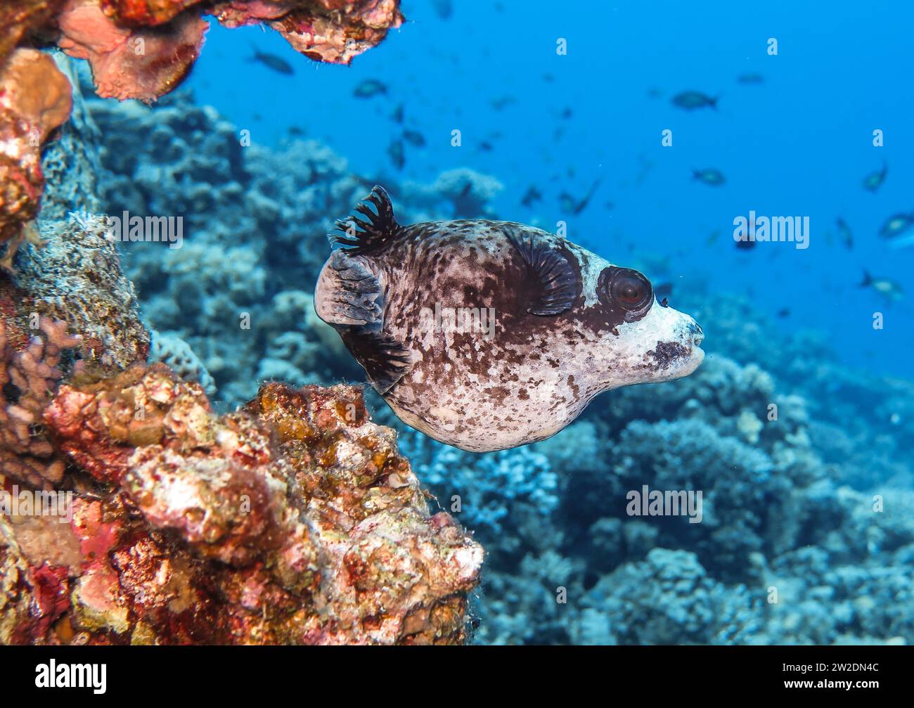 Maskenkugelfisch (Arothron diadematus), Unterwasser-foto, Tauchplatz The Canyon, Dahab, Golf von Akaba, Rotes Meer, Sinai, Ägypten Foto Stock