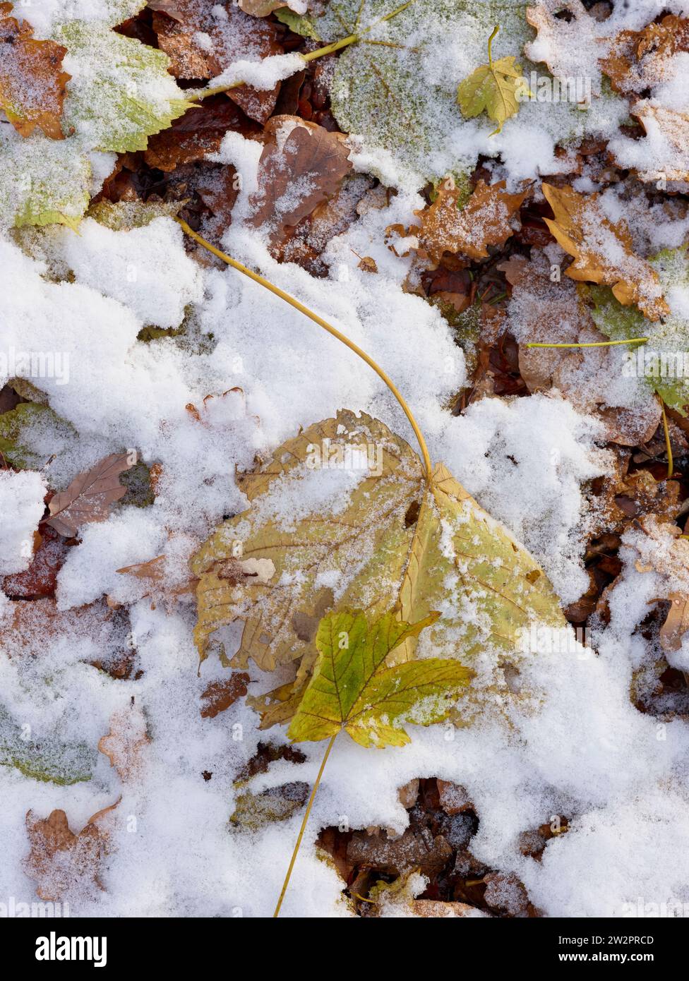 Paesaggio invernale naturale intimo e ravvicinato di foglie ghiacciate a seguito di una leggera spolveratura di neve sopra il gelo. Ritratto ambientale naturale ad alta risoluzione Foto Stock