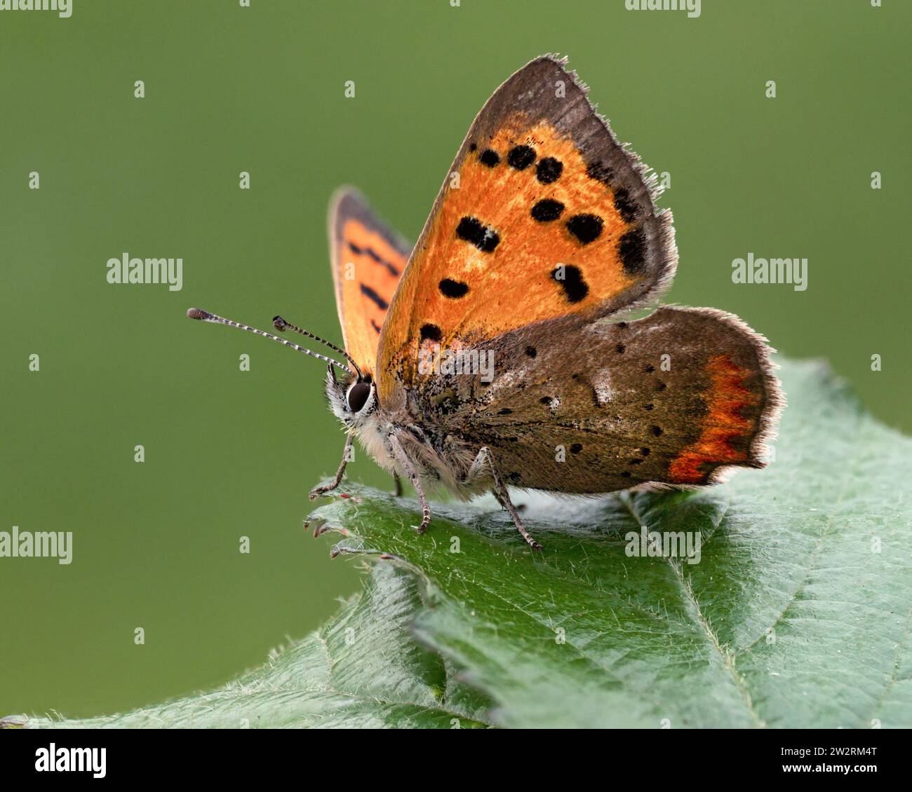 Piccola farfalla di rame (Lycaena phlaeas) arroccata su una foglia di bramble. Tipperary, Irlanda Foto Stock
