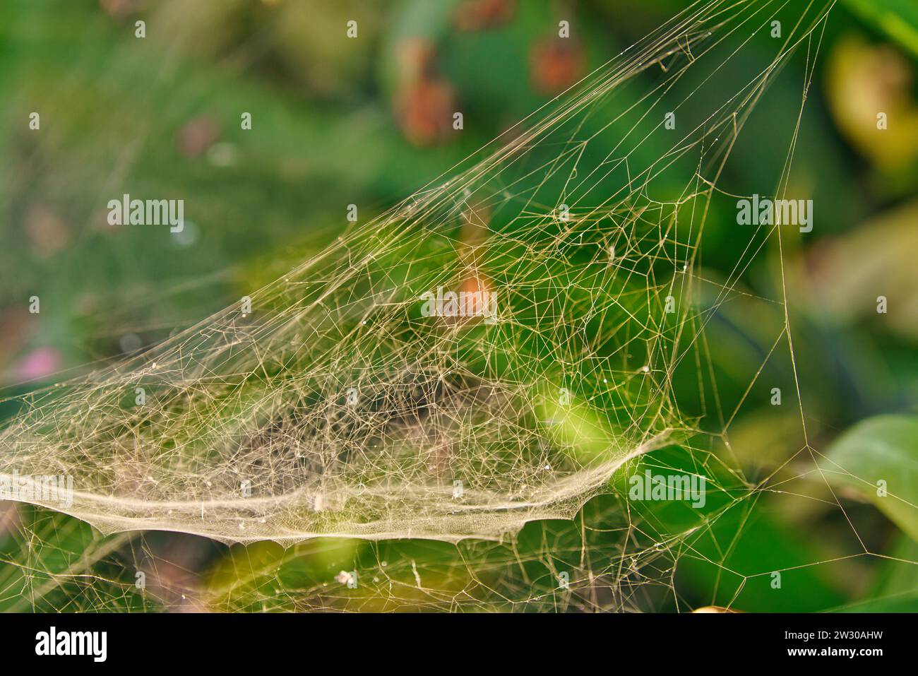 Una foto ravvicinata di cobweb su una bellissima pianta verde. Abbraccio intricato della natura: Piante verdi adornate da delicate ragnatele. Foto Stock