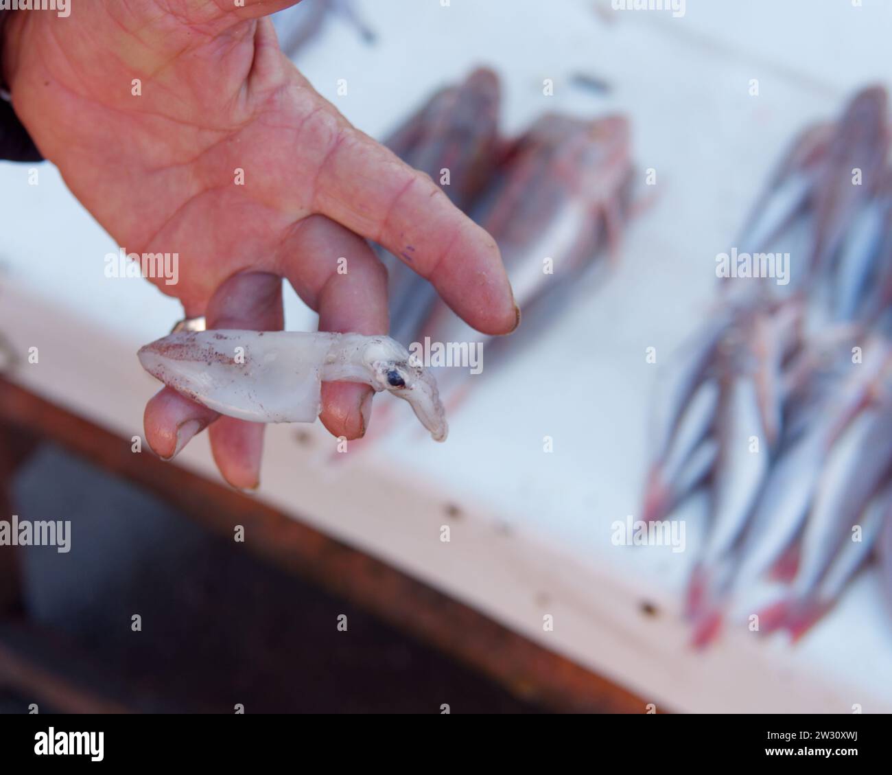 Pesce in mostra e una mano che tiene un pesce al porto di Essaouira, la "città ventosa", Marocco. 21 dicembre 2023 Foto Stock