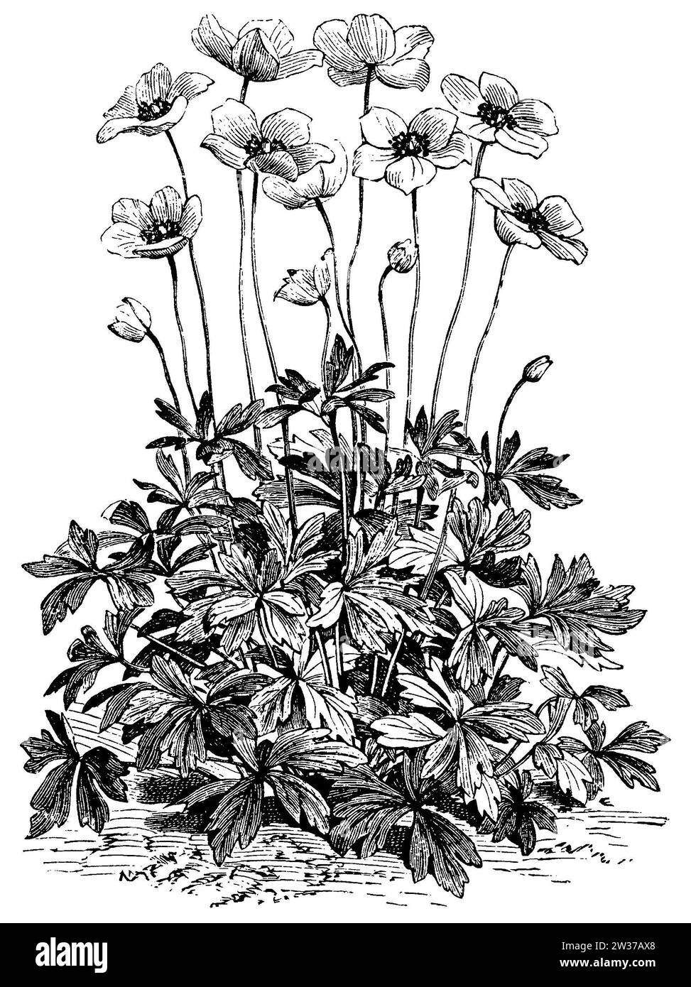 Snowdrop Anemone, Anemone sylvestris, anonym (libro botanico, 1889), Großes Windröschen, Anémone sauvage Foto Stock