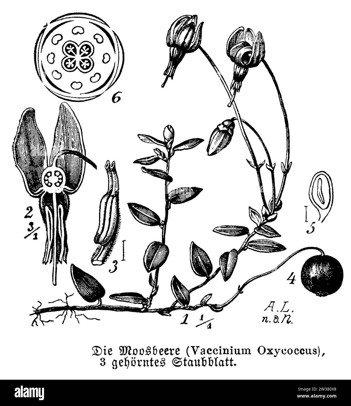 Mirtillo piccolo con fiore, sezione trasversale fiore e frutta, Vaccinium oxycoccos, A.L[ütke] (libro botanico, 1889), Moosbeere mit Blüte, Blütenquerschnitt und Frucht, Canneberge avec fleur, coupe transversale de la fleur et fruit Foto Stock