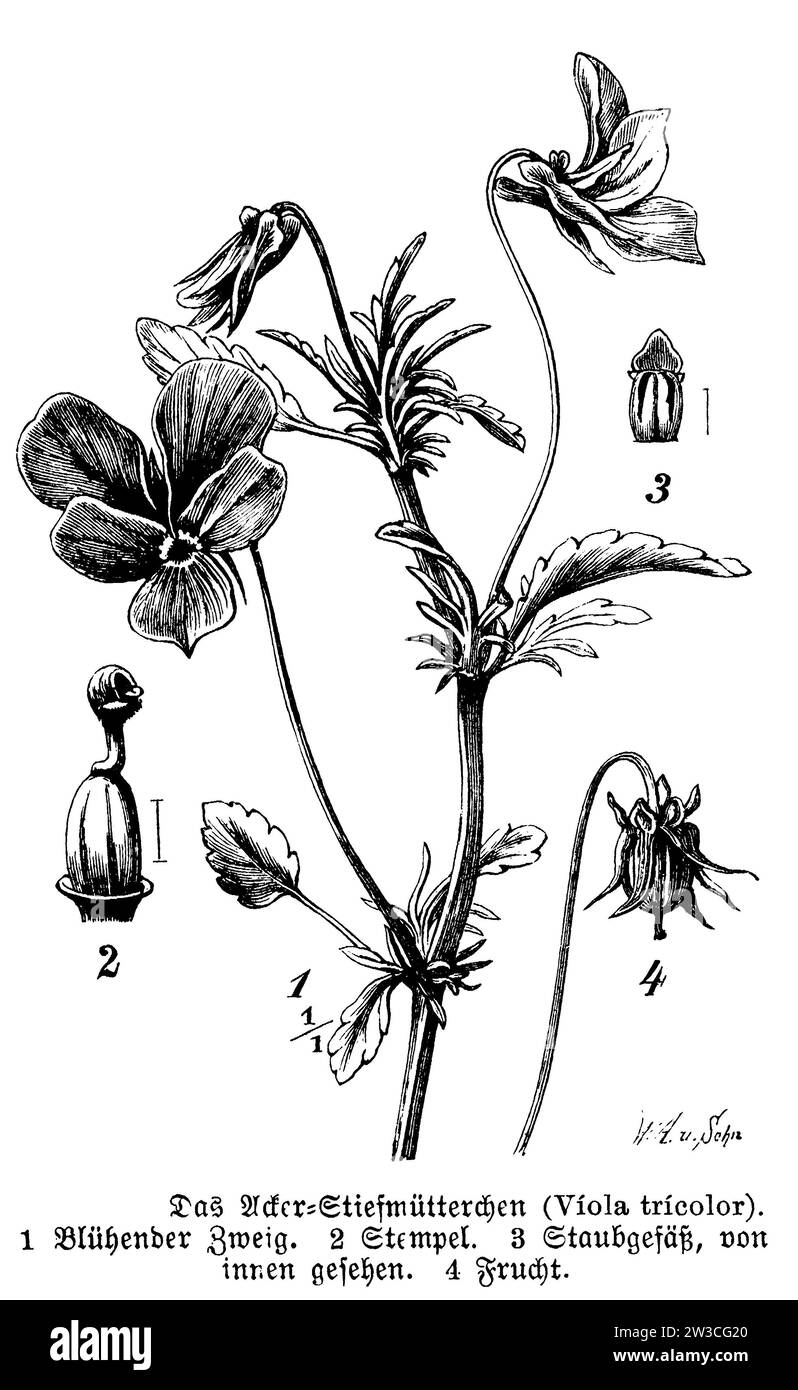 Wild Pansy, Viola tricolor, W. A[arland] u. Sohn (libro di botanica, 1888), Wildes Stiefmütterchen, pensée sauvage Foto Stock