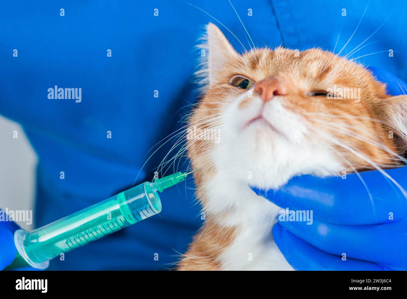 Immagine di un gatto allo zenzero al momento della vaccinazione. Concetto di medicina veterinaria. Supporti misti Foto Stock