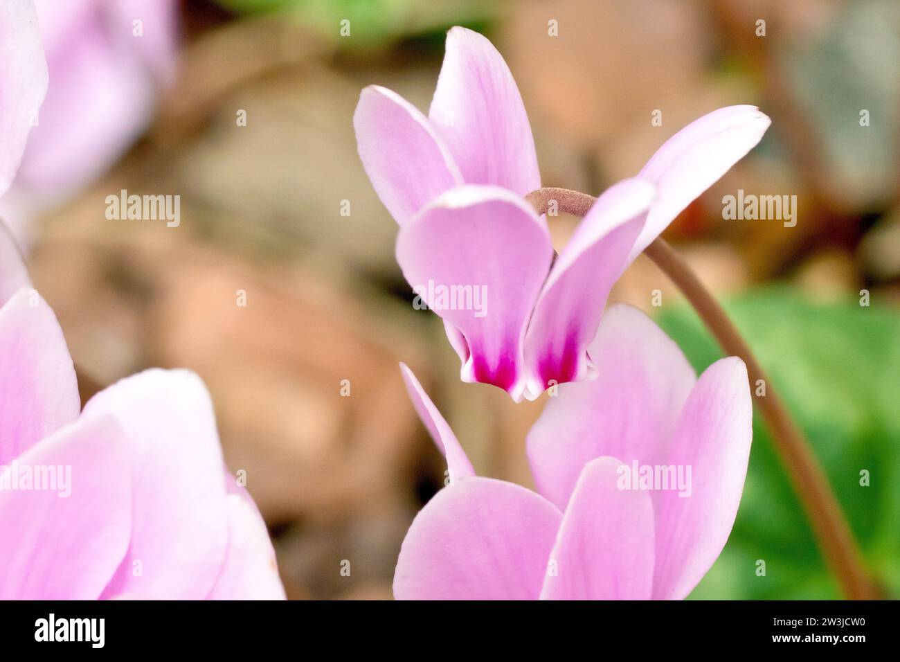 Ciclamino (cyclamen hederifolium), primo piano di un singolo fiore rosa della popolare pianta da giardino, isolato dallo sfondo. Foto Stock