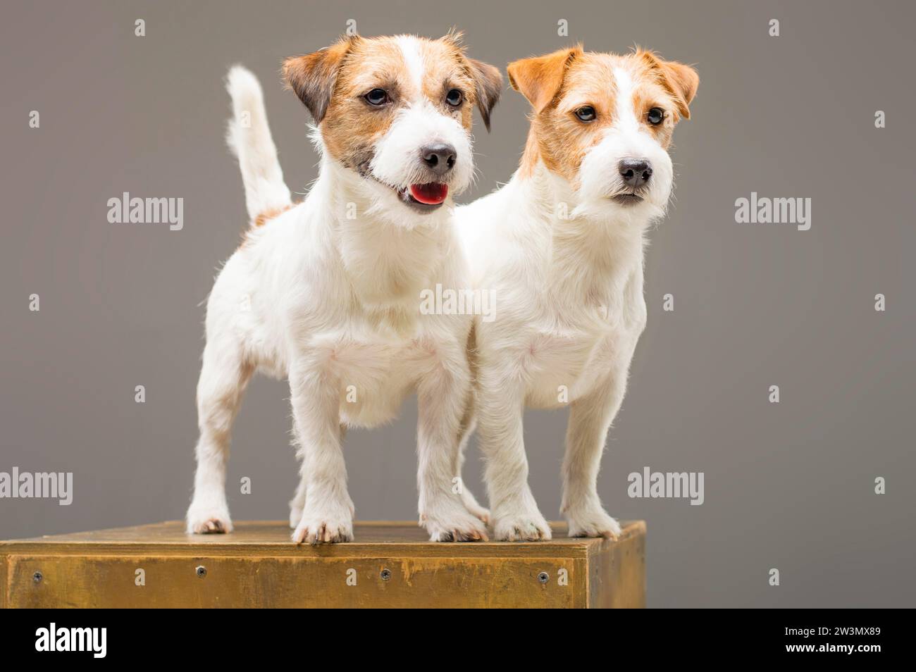 Due Jack Russell in posa in studio e guardano la macchina fotografica. Supporti misti Foto Stock